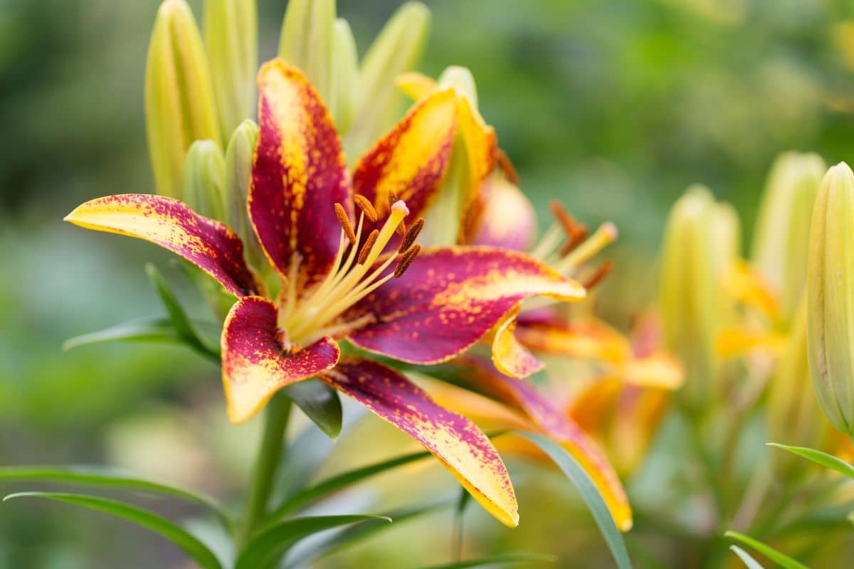 Are asiatic lilies juglone tolerant ?