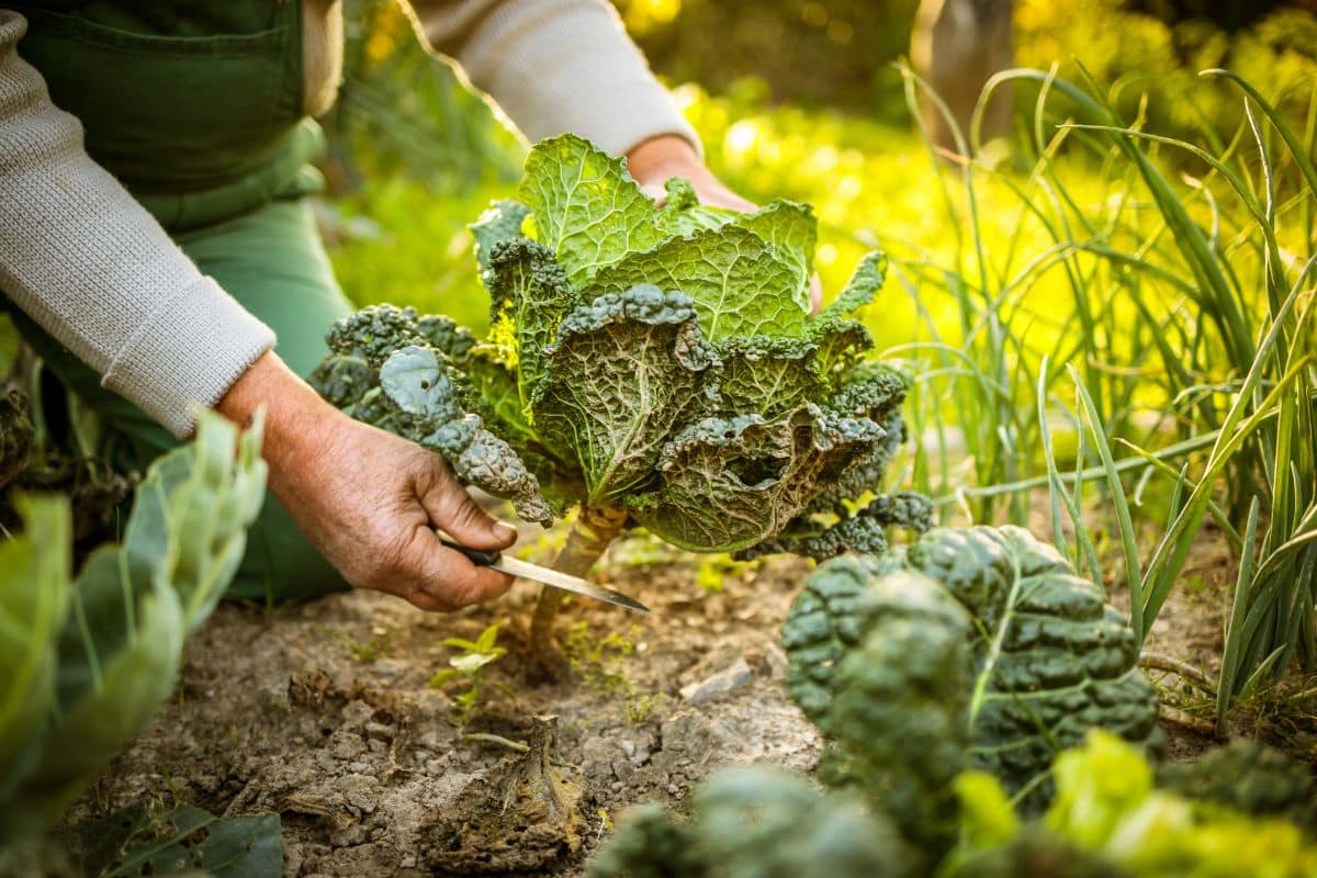 Is companion planting permaculture ?