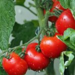 When is it too late to transplant tomatoes ?
