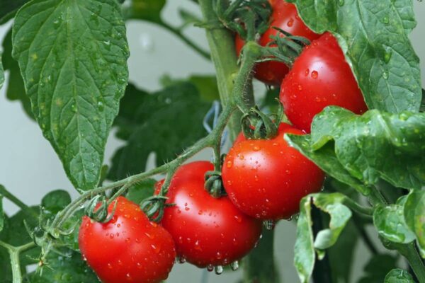 When is it too late to transplant tomatoes ?