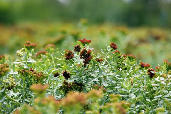 Reaching Homeostasis with Adaptogens