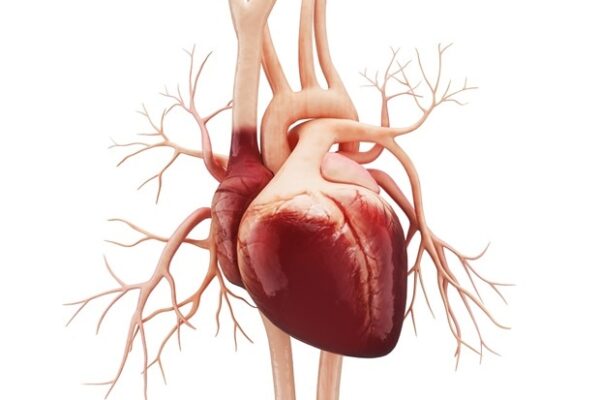 Excessive screen time linked to higher cardiometabolic risk in youth