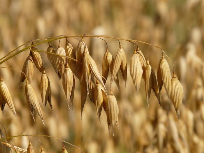 Beta-Glucan—The Ingredient No One Told You About