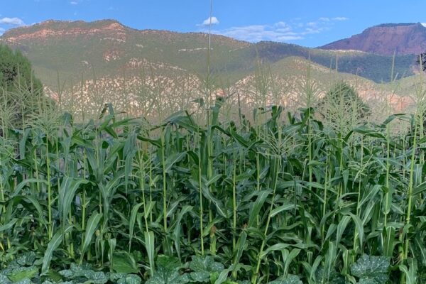 Controlling Squash Bugs