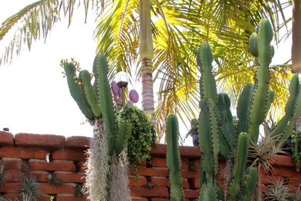 Cozy Casita II, The Lovely Courtyard