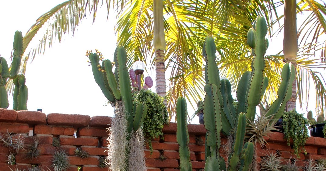 Cozy Casita II, The Lovely Courtyard