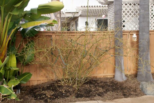 Busy With Winter Rose Care And More…