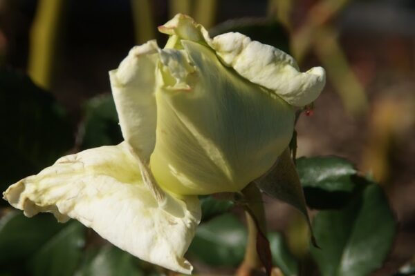 Organic Garden Dreams: January Roses
