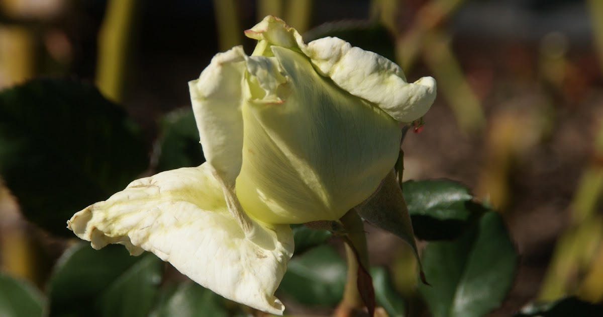 Organic Garden Dreams: January Roses