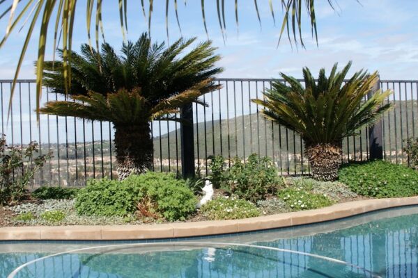 Organic Garden Dreams: Catching You Up