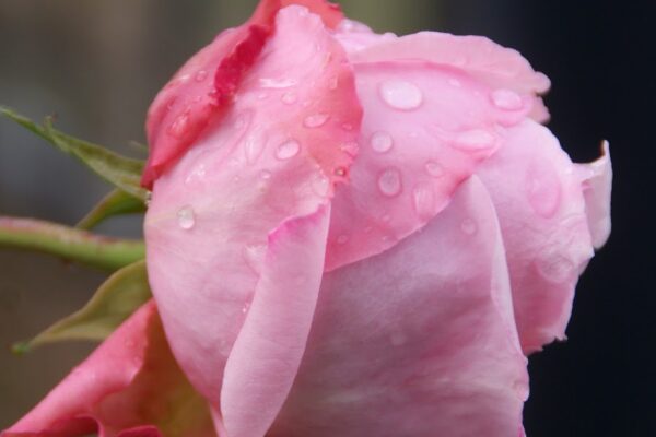 Organic Garden Dreams: February Roses