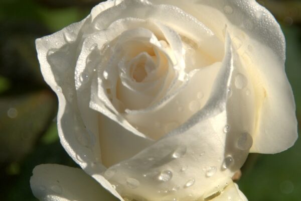 Organic Garden Dreams: March Roses