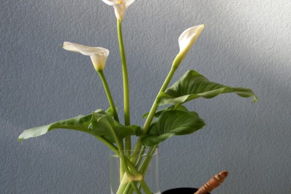 Organic Garden Dreams: Calla Lily Arrangement