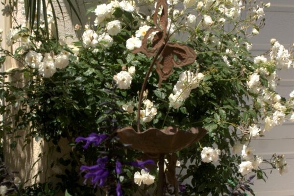 Organic Garden Dreams: Garden Bloggers’ Bloom Day