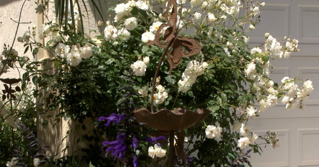 Organic Garden Dreams: Garden Bloggers’ Bloom Day