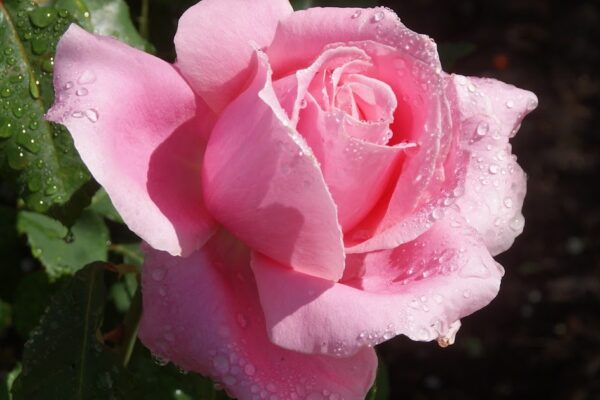 Organic Garden Dreams: April And May Roses