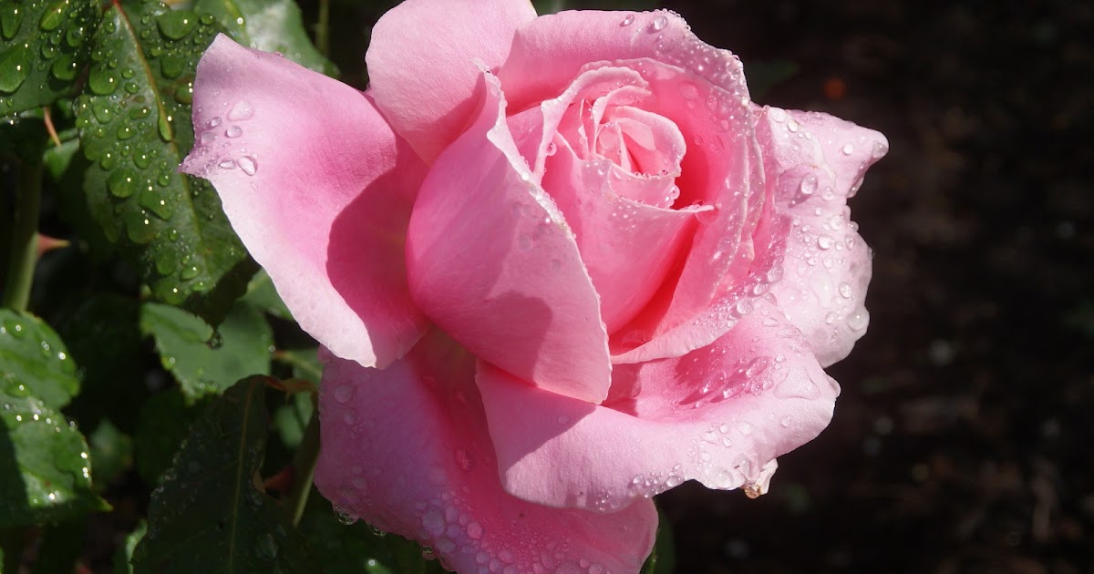 Organic Garden Dreams: April And May Roses