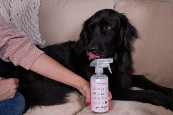 Best Dog Products for a Healthy Skin + Coat
