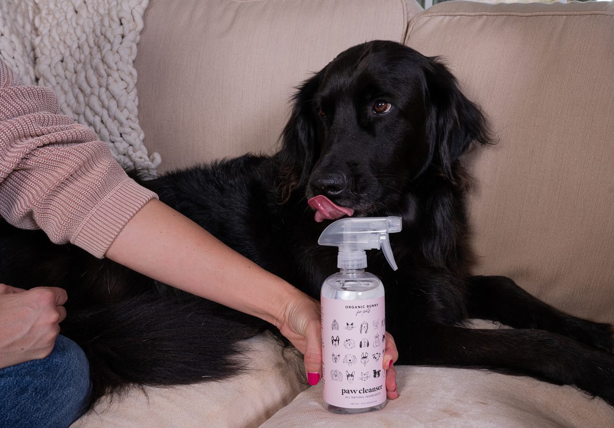 Best Dog Products for a Healthy Skin + Coat
