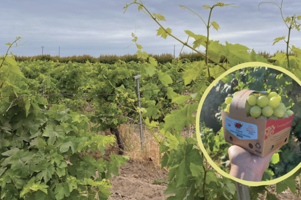 Crush Summer Sales with Great Grapes — Organically Grown Company