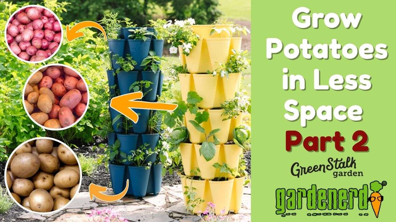 YouTube: Harvest Potatoes from Less Space – Part 2