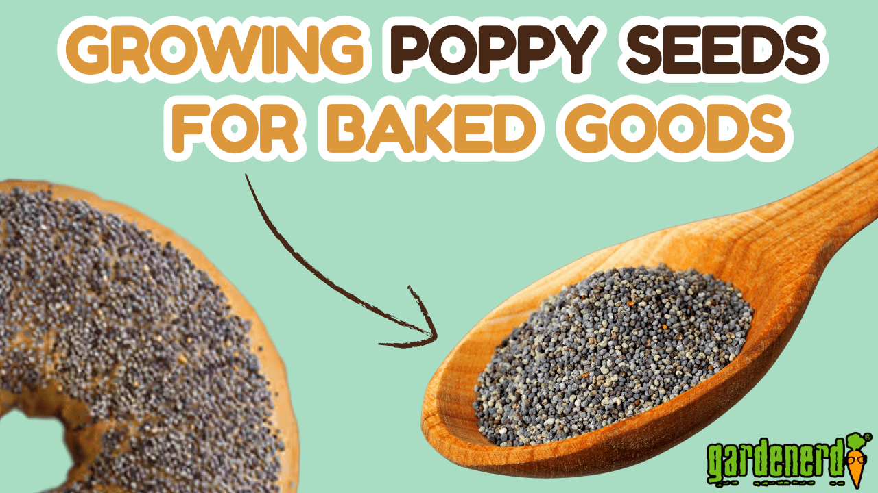 YouTube: Grow Poppy Seeds for Baked Goods and Cooking