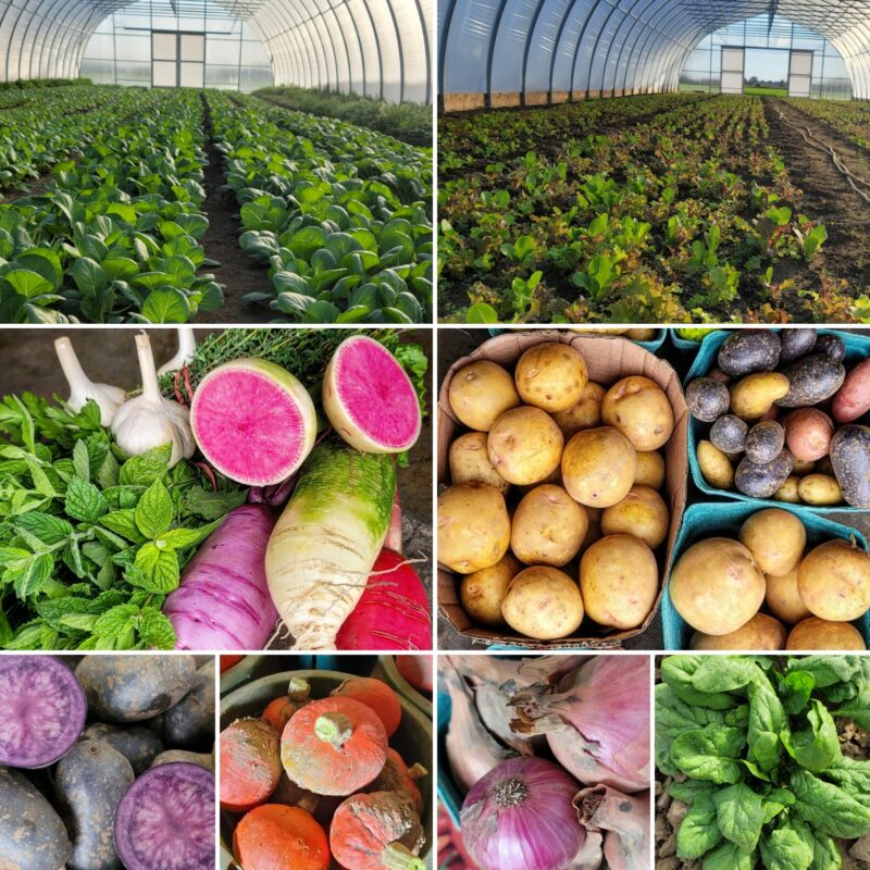 Fall 2021! – Sosnicki Organics