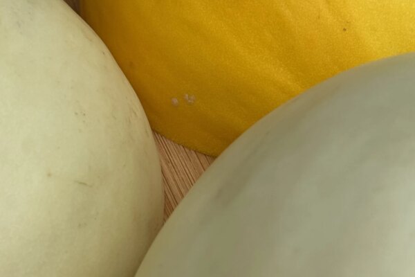 More Than Meets the Rind — Organically Grown Company