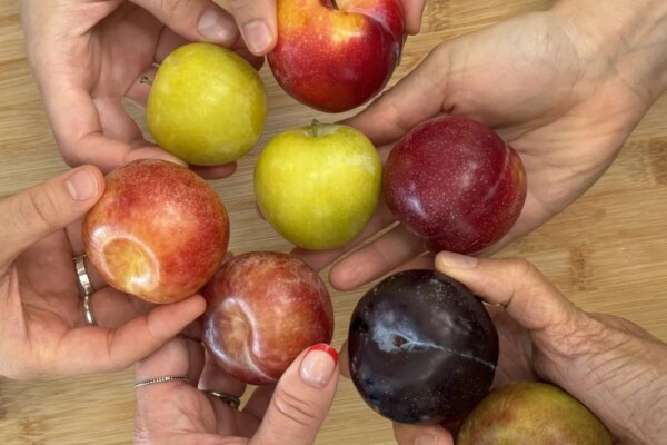 Download OGC’s Plum & Pluot Tools — Organically Grown Company