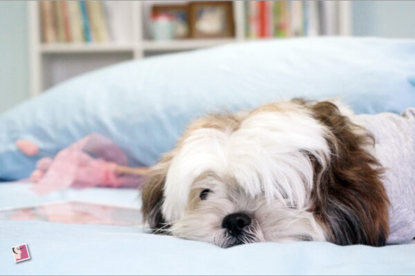 Cuddling up on a brand-new king-size bed sheet Cuddling up on a brand-new king-size bed sheet