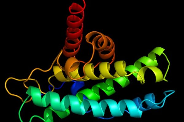 Disrupting protein quality control slows tumor growth in pediatric rhabdomyosarcoma
