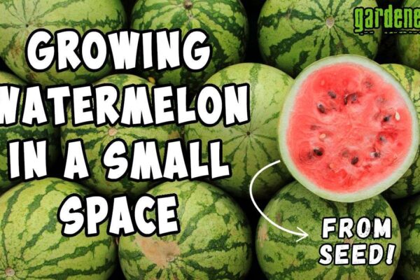 YouTube: Growing Watermelons from Seed In Small Spaces