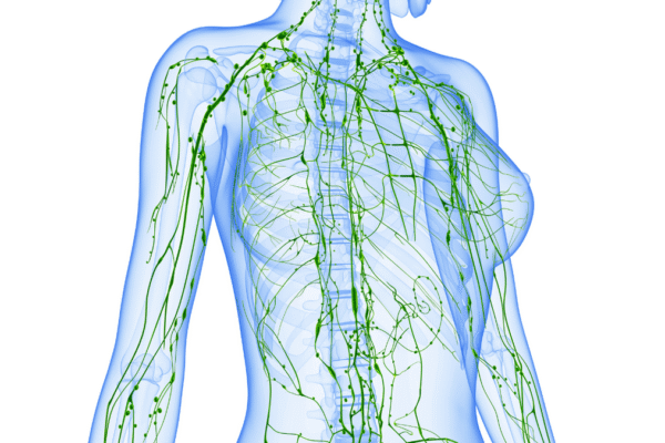 Unlocking Your Body’s Hidden River: A Deep Dive into Lymphatic Drainage | Lymphatic Drainage, Lymphatic Flow, Manual Lymphatic Drainage and more