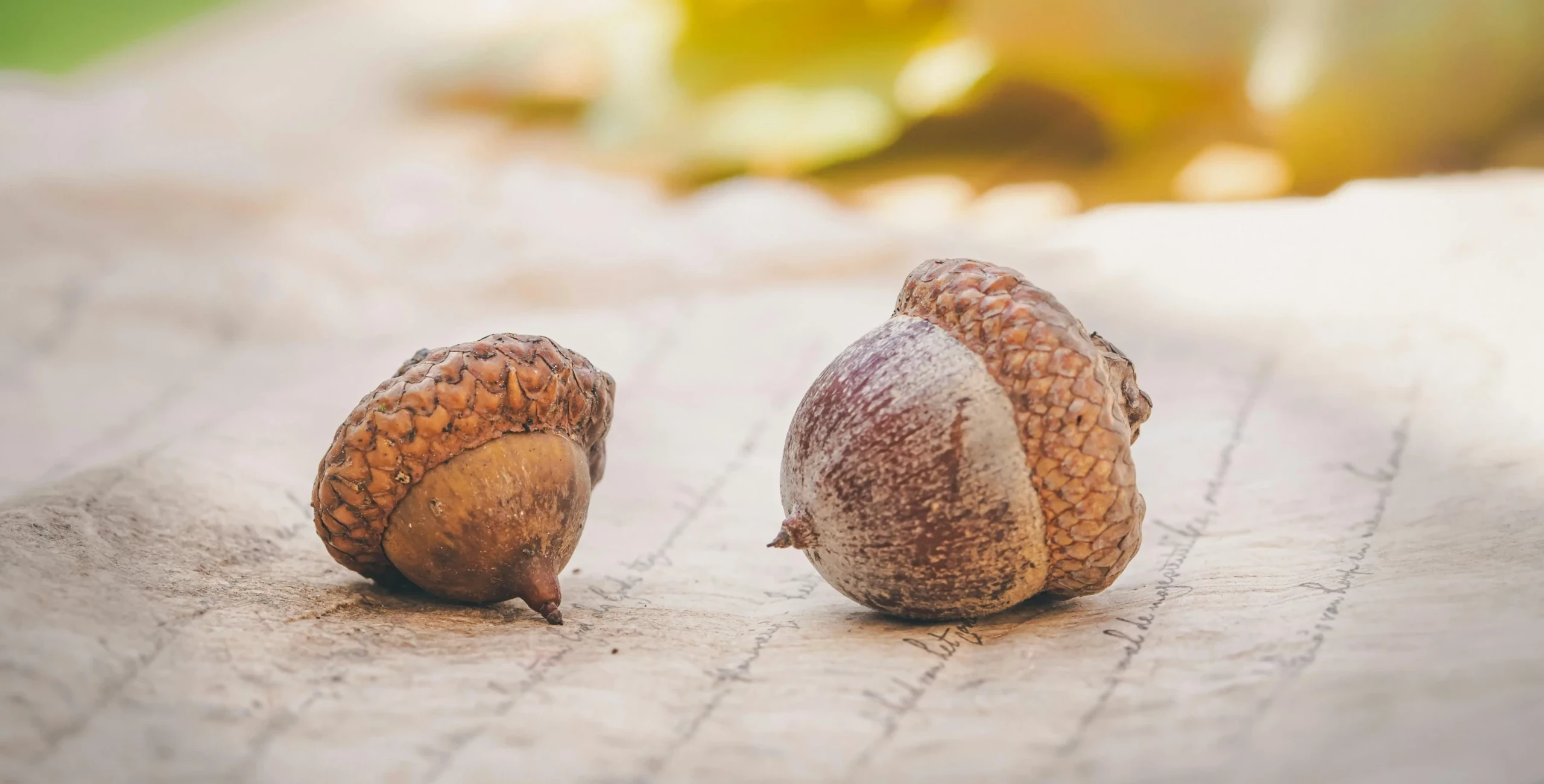 Arizona Acorns Have Fed Indigenous People for Millennia. Here’s How They Become Flour