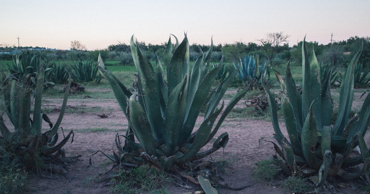 – LOS OJOS AGAVE BLOOM SUMMIT – On the Trail of Bats in Agave Flowers