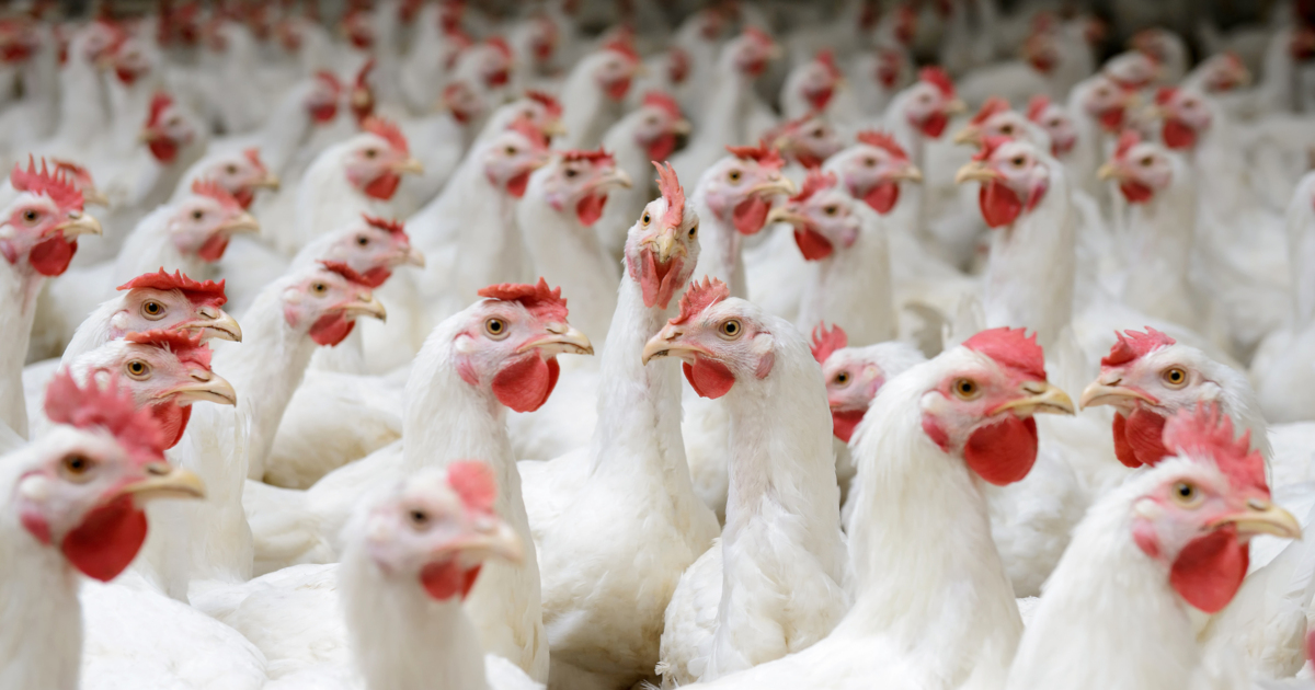 Review of Science on Glyphosate Weed Killer in Poultry Production Highlights Extraordinary Health Threats