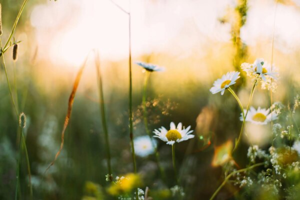 How to Get Ahead of Allergy Season