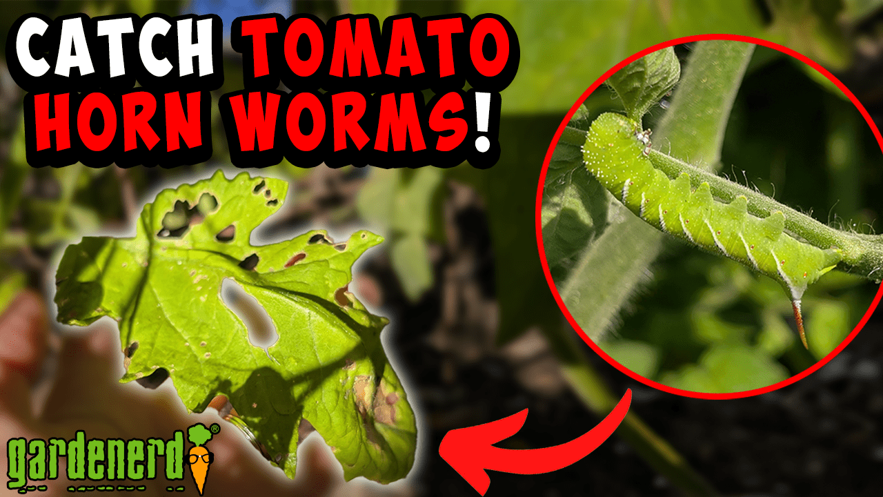 YouTube: Catch Tomato Hornworms in the Act