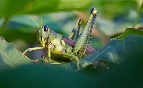 Controlling Grasshoppers in the Garden