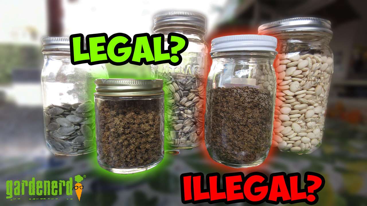 YouTube: Seed Saving Laws Clarified
