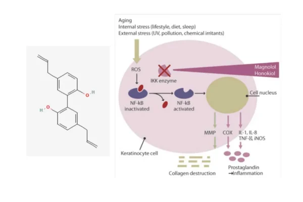 Magnolol : A Multifunctional Ingredient