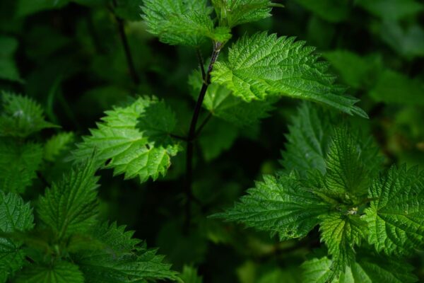 Olivia’s Nettle Hair Rinse Ritual for Letting Go of the Old + Welcoming The New