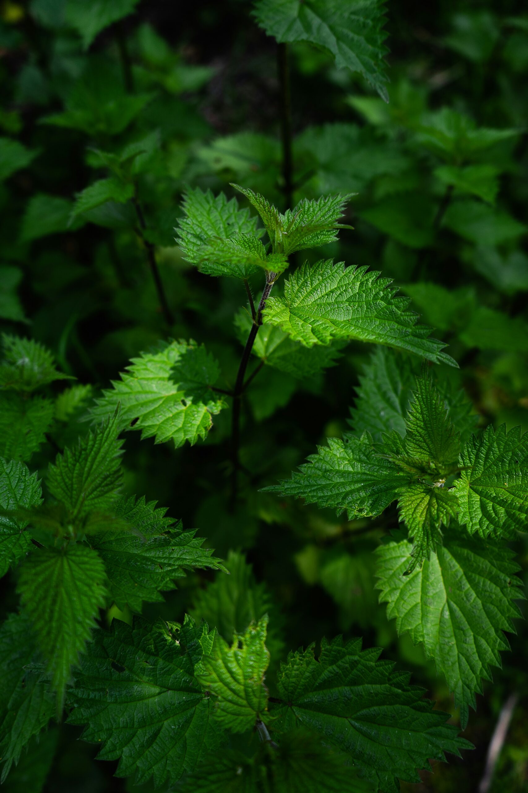 Olivia’s Nettle Hair Rinse Ritual for Letting Go of the Old + Welcoming The New
