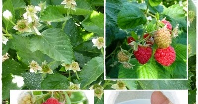 Brambles:  Growing Blackberries and Raspberries