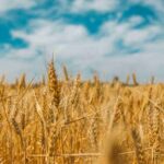 Are you getting tricked by whole grain imposters?