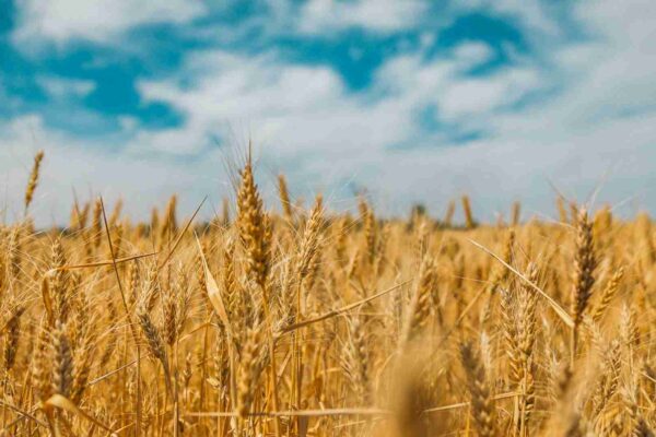 Are you getting tricked by whole grain imposters?