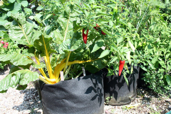 Is your container contaminating your crop? The hidden risk of plastic – KiS Organics