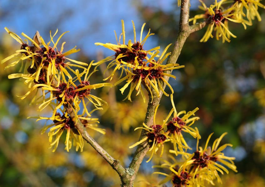 How to Use Witch Hazel for Acne