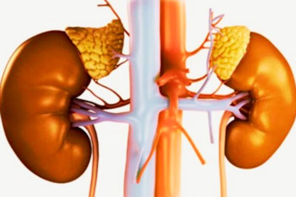 Albuminuria, Not Kidney Function, Predicts Future Cancer Risk, reveals study