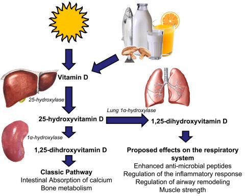 Vitamin D Deficiency tied to increased Respiratory Infection Risk in Preschool Children: Study